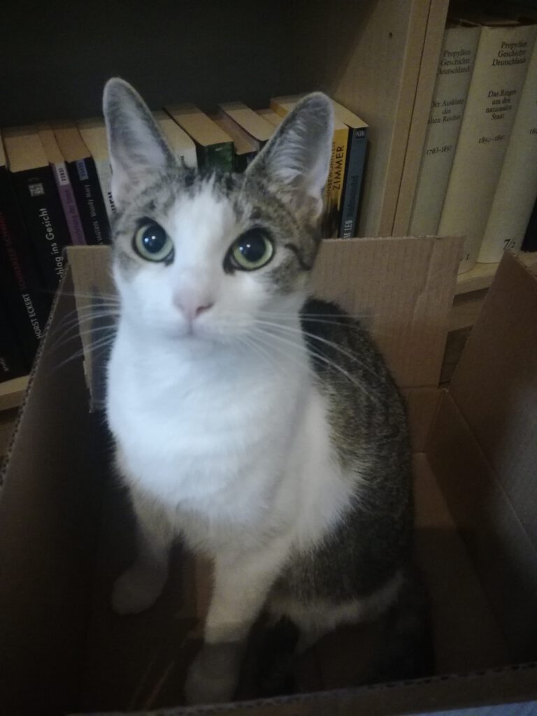 Meine Katze Hermine in einer Pappkiste vor einem Bücherregal mit Kriminalliteratur.
